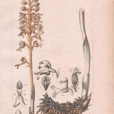 Antique Botanical Print of Bird's Nest Orchid - Epicactis nidus-avis - 1829 Rare Hand-coloured Print