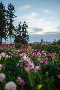 Spacing Between Plants in Your Cut Flower Garden - Triple Wren Farms Flower Delivery