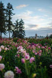 Spacing Between Plants in Your Cut Flower Garden - Triple Wren Farms Flower Delivery