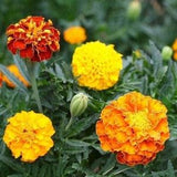 Petite Mix French Marigold Flower Seeds - Open-Pollinated for Seed Saving - Non-Hybrid & Non-GMO - Heirloom Canada Flower Seeds