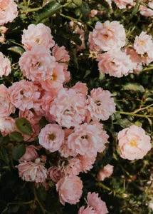 Peonies Flowers Spring PREMIUM POSTER FILM PRINT HIGH QUALITY Thick paper