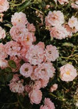 Peonies Flowers Spring PREMIUM POSTER FILM PRINT HIGH QUALITY Thick paper