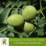 Franquette Walnut Sapling, Grafted Ready To Plant, With Tuberous Soil, 2 Year Old Abundant Fruit Walnut Tree for Pot and Garden -Heirloom