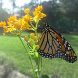 Silky Gold Milkweed Seeds (Asclepias curassavica 'Silky Gold') Packet of 12 seeds with New!