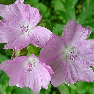 Hollyhock Mallow - Malva Alcea Seeds - 30+ Perennial Seeds ?C FS015b