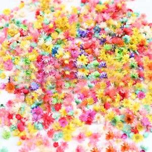 1 G Natural Dried Flower Heads Fragrance Resin Epoxy Candle Nail Art DIY Craft