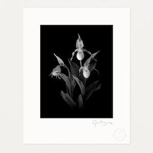 Yellow Lady's Slipper, Black and White Photography Print by James Manning, Limited Edition, 11x14, 17x22in