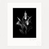 Yellow Lady's Slipper, Black and White Photography Print by James Manning, Limited Edition, 11x14, 17x22in
