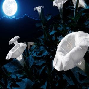 Moonflower Tall Night Flowering Seeds - Open-Pollinated for Seed Saving - Non-Hybrid & Non-GMO - Heirloom Canada Flower Seeds