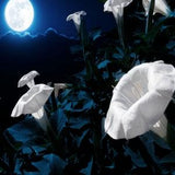 Moonflower Tall Night Flowering Seeds - Open-Pollinated for Seed Saving - Non-Hybrid & Non-GMO - Heirloom Canada Flower Seeds