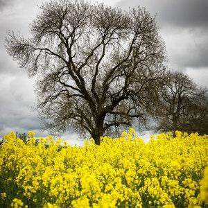 Organic Canola seed {Brassica napus} Winter Harvest | Cold Tolerant | Oil Producer | 40+ seeds New!