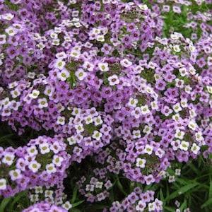 250 Pcs  Alyssum Royal Carpet Flower Seeds--LOBULARIA MARITIMA- Sweet Alison-Sweet Alyssum /  (FL416)