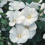 40 seeds Lavatera  white Mallow Seeds - annual