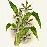 Orchid No. 418, 1885, Linden auth., botanical print (giclee) on canvas, 50x70cm. or 20x25" approx.