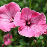 Silver Cup Lavatera Seeds, Flower Seeds