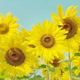 Sunflower Photograhy PRINT, ACRYLIC or CANVAS Fine Art Floral Botanical Bathroom decor Rustic Home Cottage Picture Photo Poster Gift for her