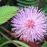 SENSITIVE PLANT - 50 selected seeds - Touch me not - Mimosa pudica perennial