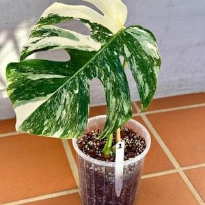 Monstera Borsigiana Albo Variegated Very Top Rare Cuttings New