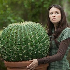 Crocheted 20" GIANT CACTUS - Vampire Sucks