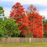 Brachychiton Acerifolius - Illawarra Flame Tree - 10 seeds