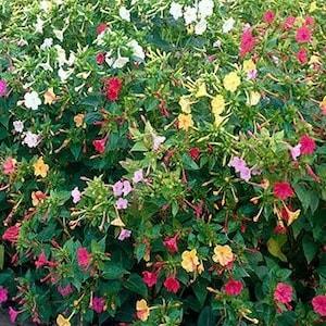 Marvel of Peru Four O'Clocks Seeds, Miribilis Seeds