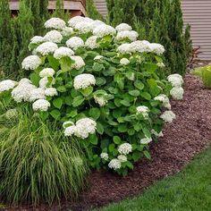 Annabelle Hydrangea Shrub Flower Delivery