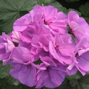 GERANIUM LAVENDER MULTIBLOOM Annual Pelargonium Violet Blossom, 6 Rare Seeds