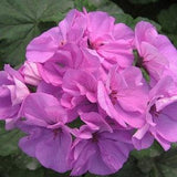 GERANIUM LAVENDER MULTIBLOOM Annual Pelargonium Violet Blossom, 6 Rare Seeds