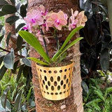 Mountable Orchid Pot