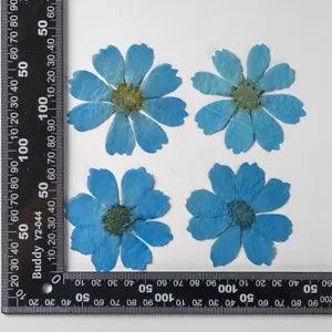 12PCS Real Pressed Dry dyed Blue Garden Cosmos flower for art, craft FSS59 #6