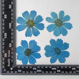 12PCS Real Pressed Dry dyed Blue Garden Cosmos flower for art, craft FSS59 #6