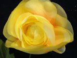 Vintage Millinery Flower 2 1/2" Ranunculus Yellow KK