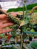 10pcs seeds of anthurium clarinervium 100% guaranteed