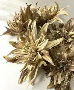 Artificial Flower Dahlia Dried Look Fresh Touch Cream Brown Latex fake flowers