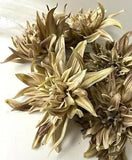 Artificial Flower Dahlia Dried Look Fresh Touch Cream Brown Latex fake flowers