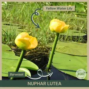 Bareroot | Nuphar lutea | Yellow Water Lily | Live Plant | Native | Fully Grown