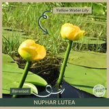 Bareroot | Nuphar lutea | Yellow Water Lily | Live Plant | Native | Fully Grown