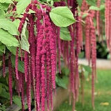100+ seeds / Love-Lies-Bleeding Amaranthus Seed / Amaranthus caudatus/ (#78)