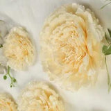 12 pack 12" 16" 20" Ivory and Cream Tissue Paper Carnation Flowers Home Backdrop