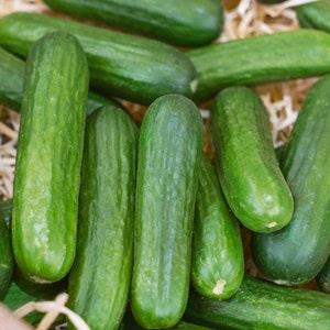 Muncher Cucumber Seeds - Open-Pollinated for Seed Saving - Non-Hybrid & Non-GMO - Canada Heirloom Vegetable Seeds