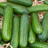 Muncher Cucumber Seeds - Open-Pollinated for Seed Saving - Non-Hybrid & Non-GMO - Canada Heirloom Vegetable Seeds