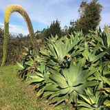 Agave Attenuata Succulent Seeds