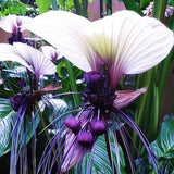 Rare Exotic White Bat Flower 15 Seeds