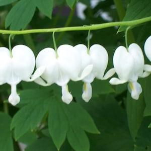 5 Seeds Rare White Bleeding Hearts - Dicentra alba