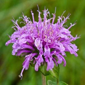 Wild Bergamot Seeds, 50 Bulk Seeds, Bee Balm Seed, Medicinal Herb Garden Seeds, Flower Seeds, COMPANION Plant, Grow Your Own Tea