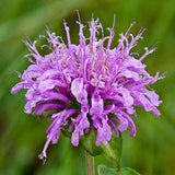 Wild Bergamot Seeds, 50 Bulk Seeds, Bee Balm Seed, Medicinal Herb Garden Seeds, Flower Seeds, COMPANION Plant, Grow Your Own Tea