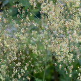 Thalictrum minus 'Adiantifolium'