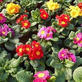 Primrose Stemless Oxlip Flowers Blend 0.1g - 70 Seeds - Primula Acaulis