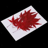 12x Natural Real Dried Flowers Leaves Red Maple Leaf for DIY Bookmarks Craft