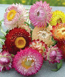 How to Grow and Care for Strawflowers | Gardener's Path Flower Delivery